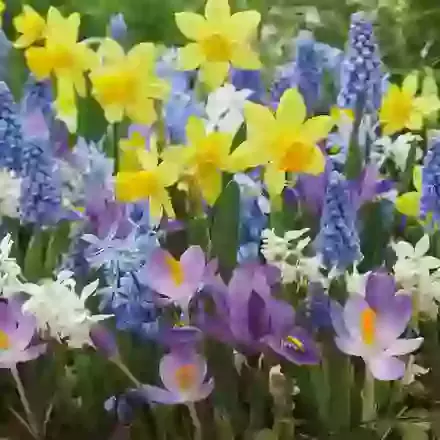 Rockery Collection 4